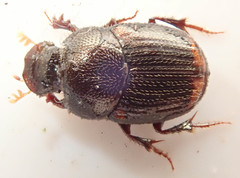 Onthophagus vinctus