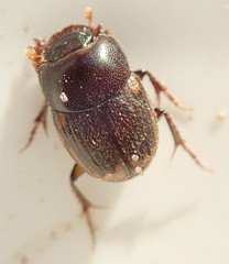 Onthophagus vinctus