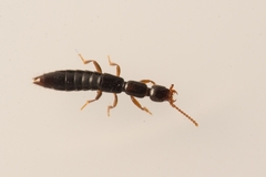 Lathrobium longulum