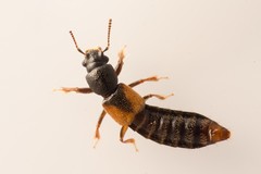 Bledius tricornis