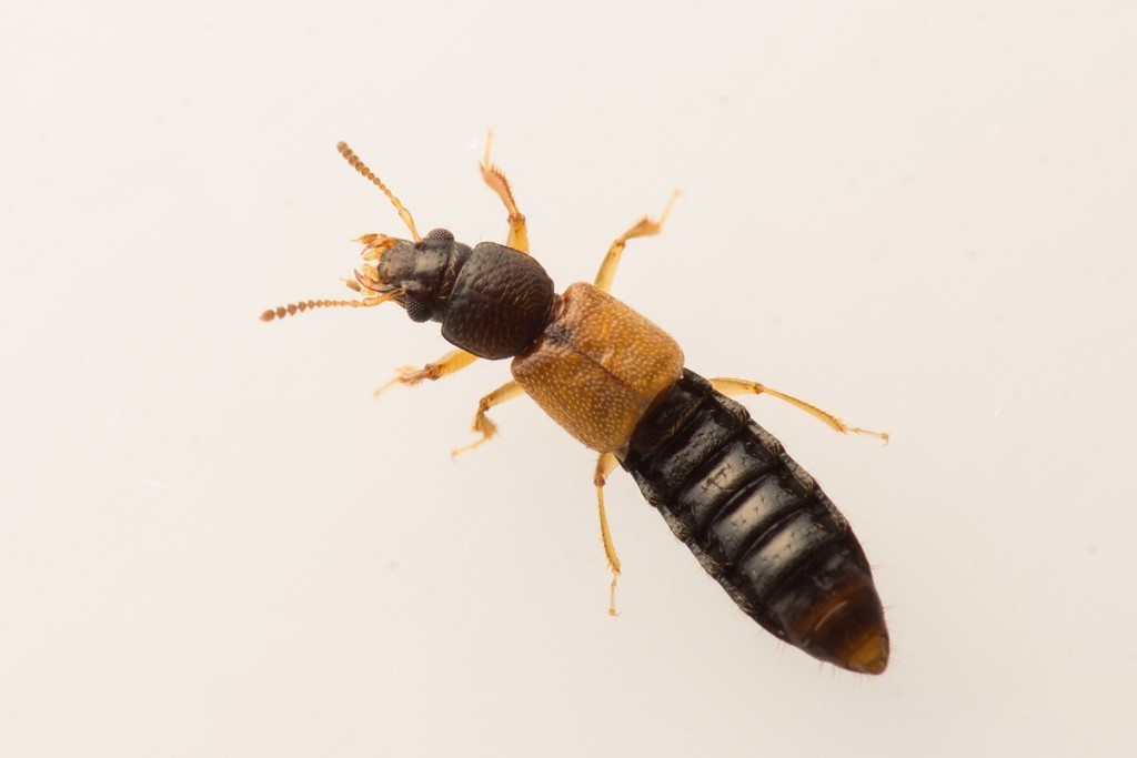 Bledius opacus
