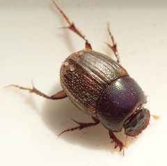 Onthophagus vinctus