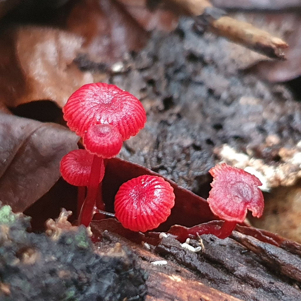 Cruentomycena viscidocruenta · April 2025 · photo: © corli (iNaturalist, cc-by)