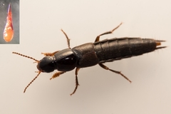 Quedius simplicifrons