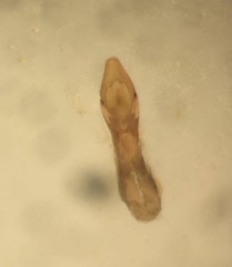 Philonthus micantoides