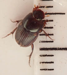 Onthophagus vinctus