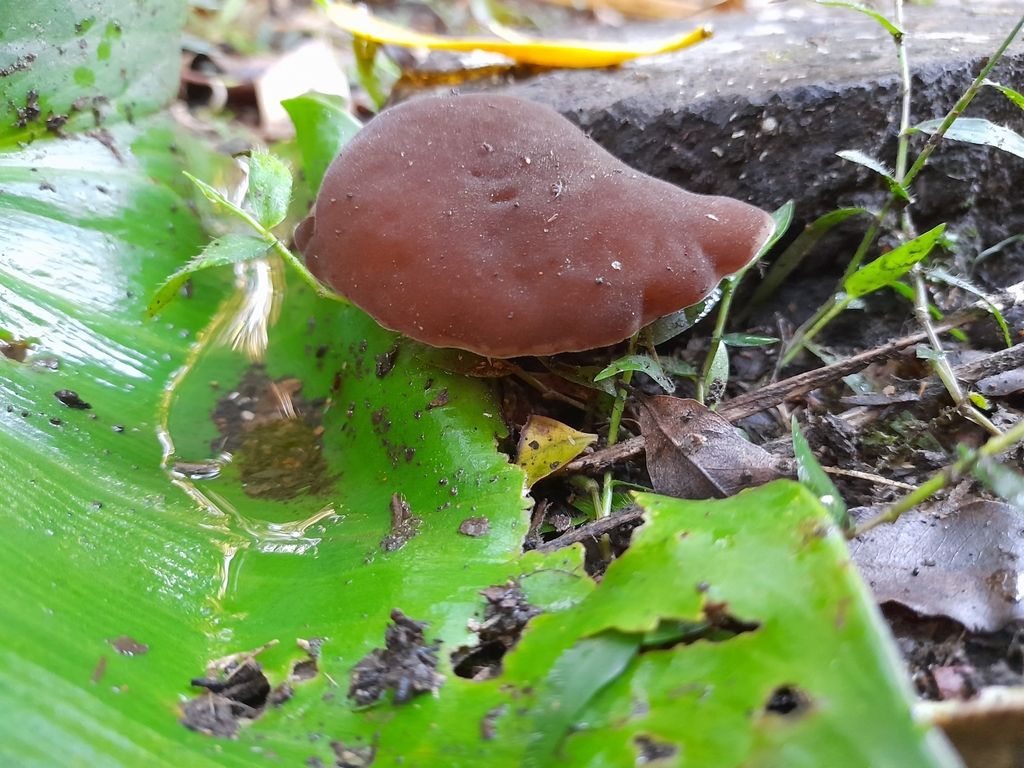 Auricularia cornea · April 2025 · photo: © mphnz (iNaturalist, cc0)