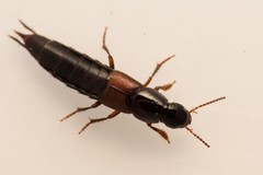 Quedius simplicifrons