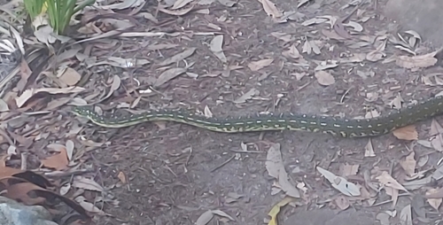 Diamond Python sighting