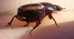 Onthophagus vinctus