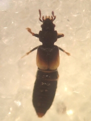Bledius subniger