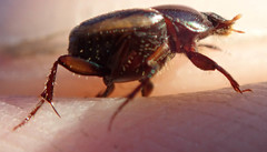 Onthophagus vinctus