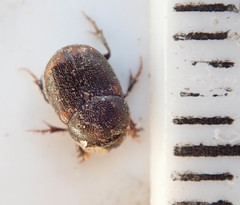Onthophagus vinctus