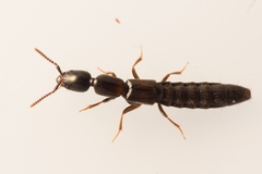 Xantholinus longiventris