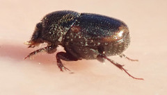Onthophagus vinctus