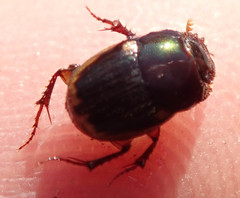 Onthophagus vinctus