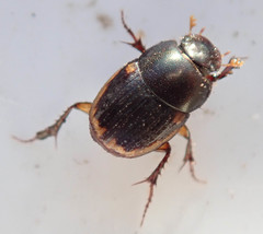Onthophagus vinctus
