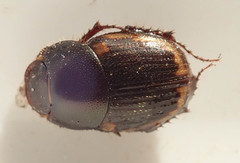 Onthophagus vinctus