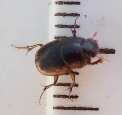 Onthophagus vinctus