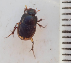 Onthophagus vinctus