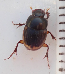 Onthophagus vinctus