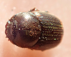 Onthophagus vinctus