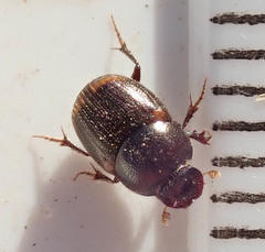 Onthophagus vinctus