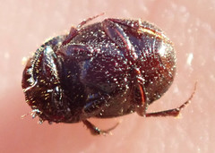 Onthophagus vinctus