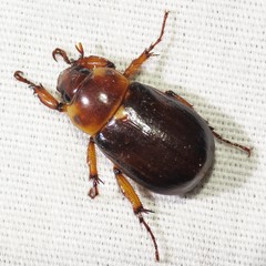 Ancognatha manca
