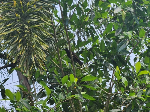 Samoan Starling (Aplonis atrifusca), photo 2