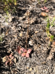 Micranthes aprica