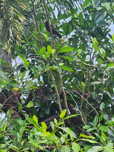 Samoan Starling (Aplonis atrifusca), photo 4
