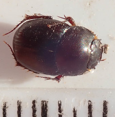 Euonthophagus carbonarius