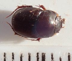 Euonthophagus carbonarius