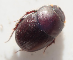 Euonthophagus carbonarius