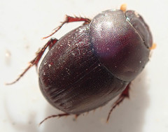 Euonthophagus carbonarius