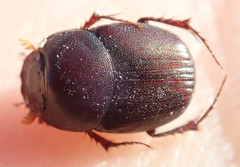Euonthophagus carbonarius