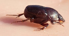 Euonthophagus carbonarius