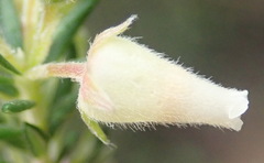 Erica caffra caffra