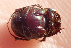 Euonthophagus carbonarius