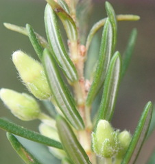 Erica caffra caffra