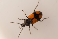 Panagaeus cruxmajor