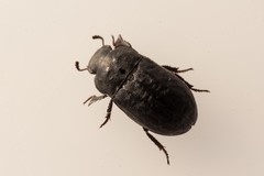 Melanimon tibiale