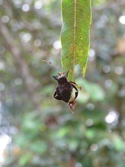 Oxypristis conspicuus