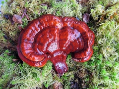 Ganoderma lucidum