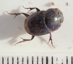 Euonthophagus carbonarius