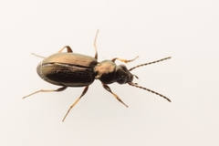 Bembidion properans