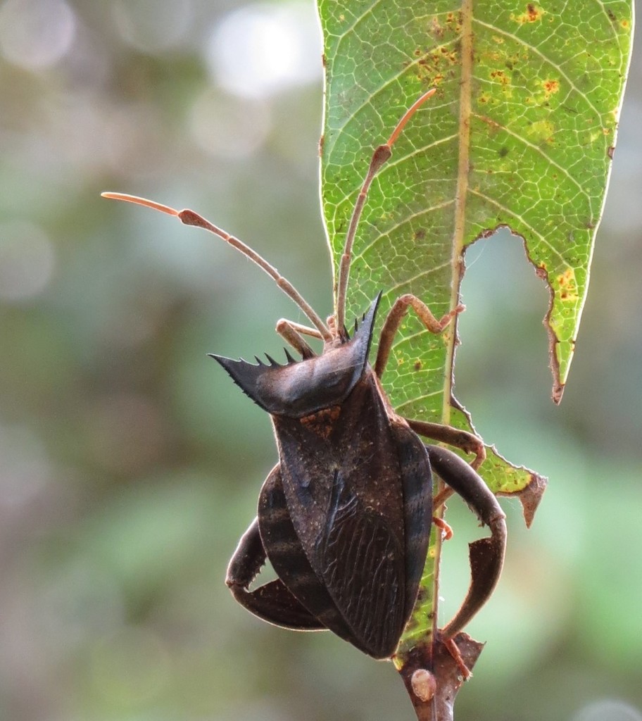 Oxypristis