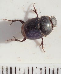 Euonthophagus carbonarius