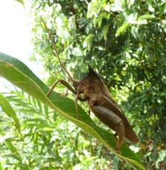 Oxypristis conspicuus